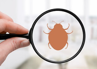 Use these methods to catch a pest before it becomes a problem